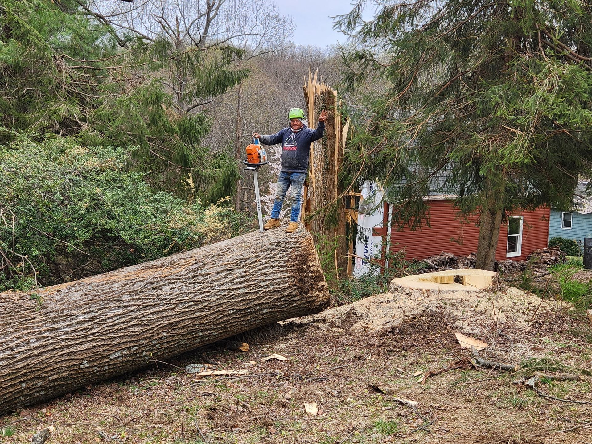 A man is cutting a tree with a chainsaw.