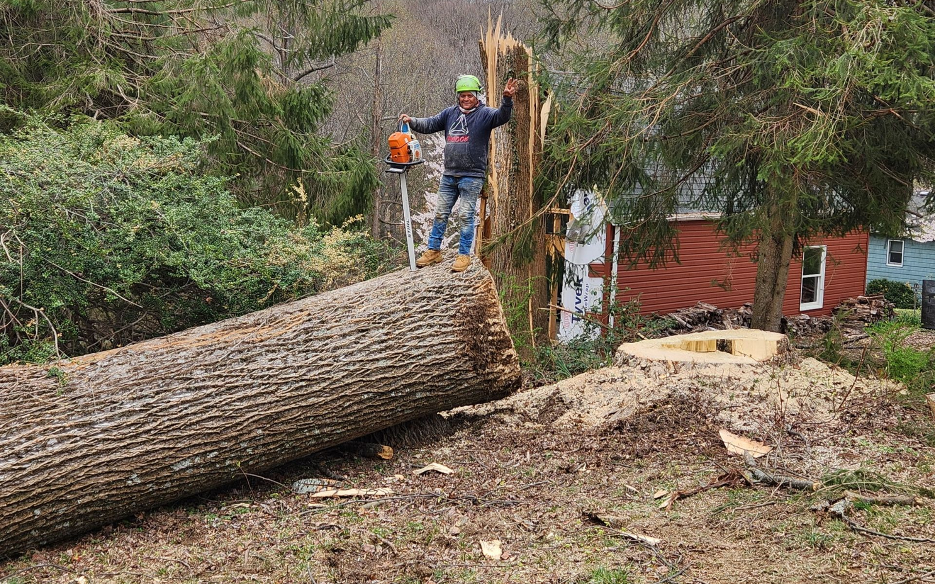 Certified arborist on a tree stump with a chainsaw, cutting a damaged tree near a house.