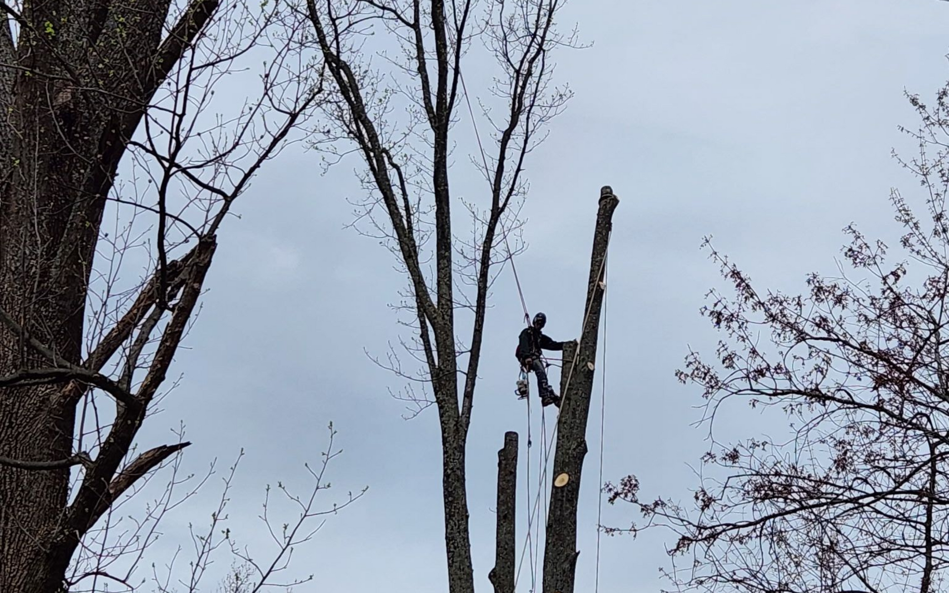 Arborist atop a tall, bare tree, sawing a section. Sky is overcast.