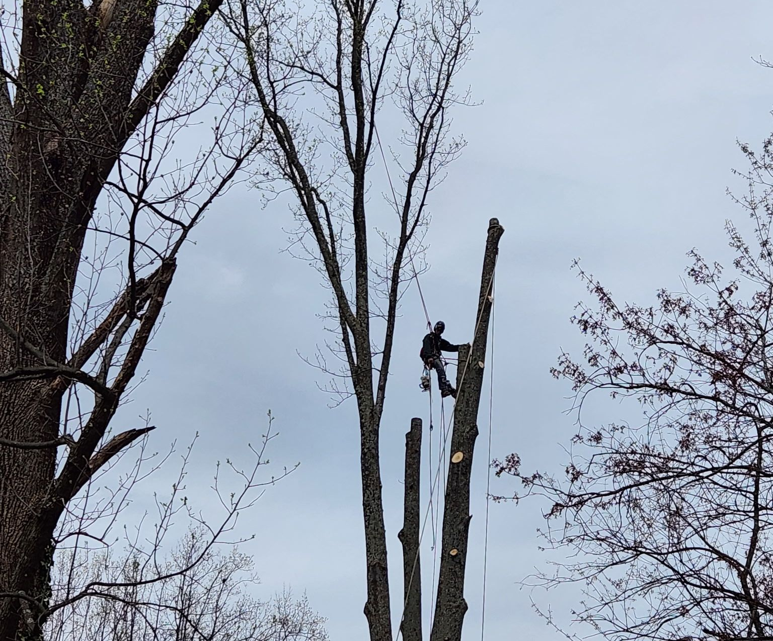 Keil Tree Experts employee carefully removing problem branches from a tree