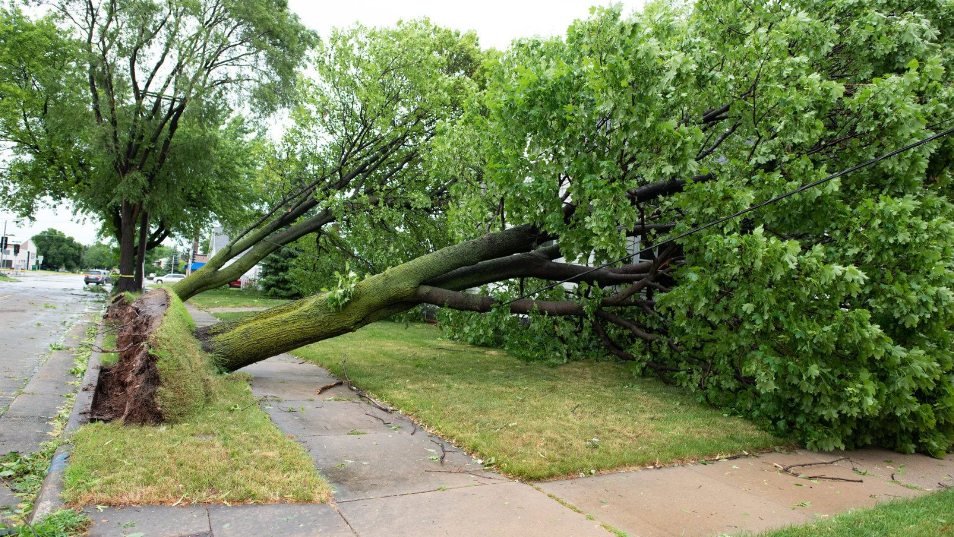 Large trees uprooted by strong winds during a summer thunderstorm