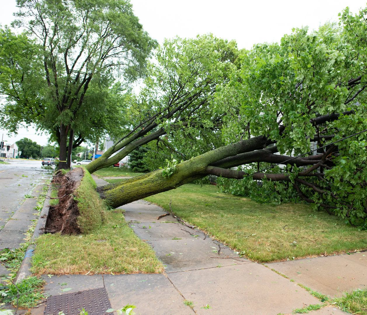 Fallen tree on a sidewalk; green leaves, brown trunk, grass, and damaged curb on a city street.