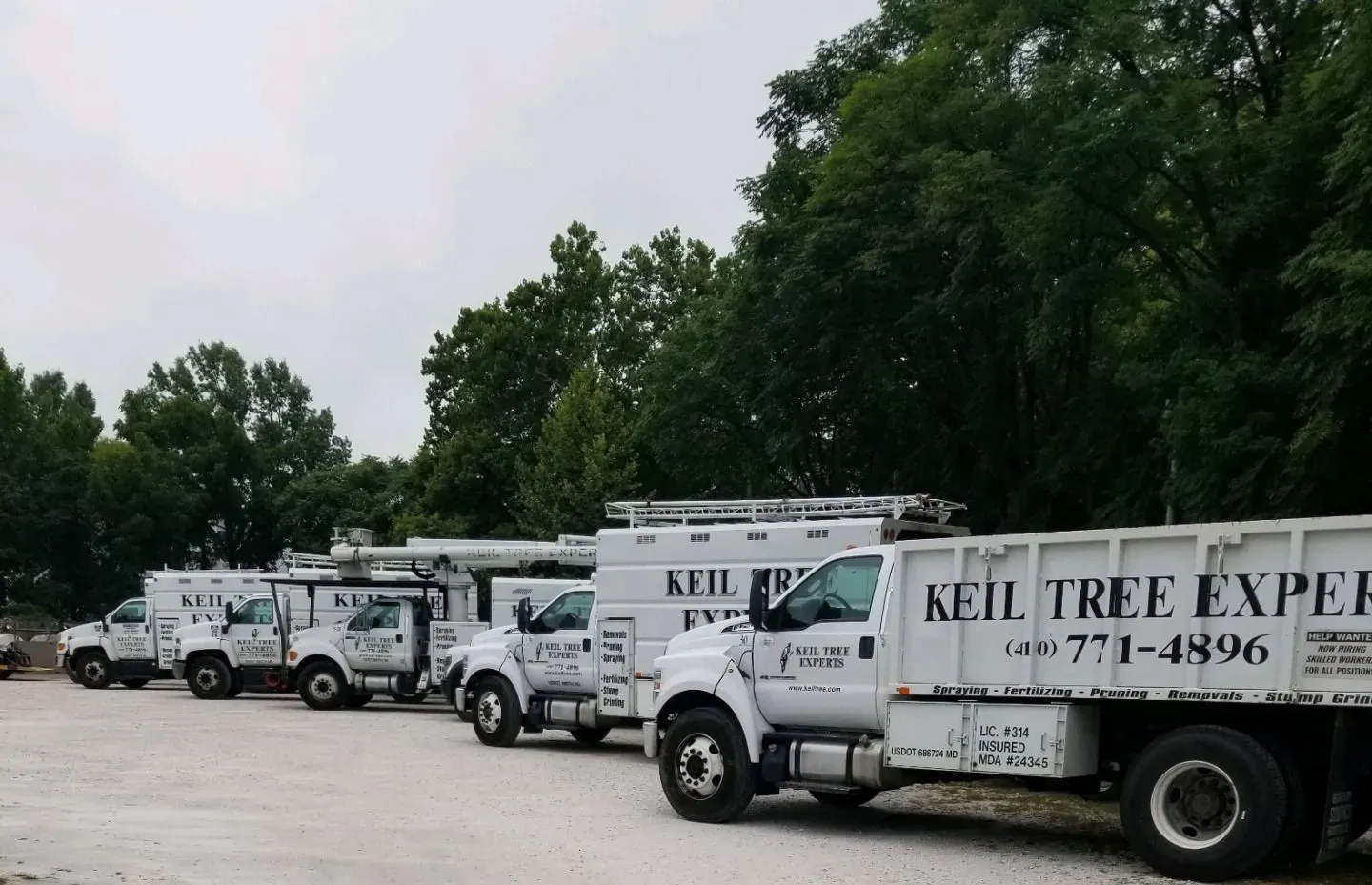 A row of white Keil Tree Experts trucks parked in front of trees.