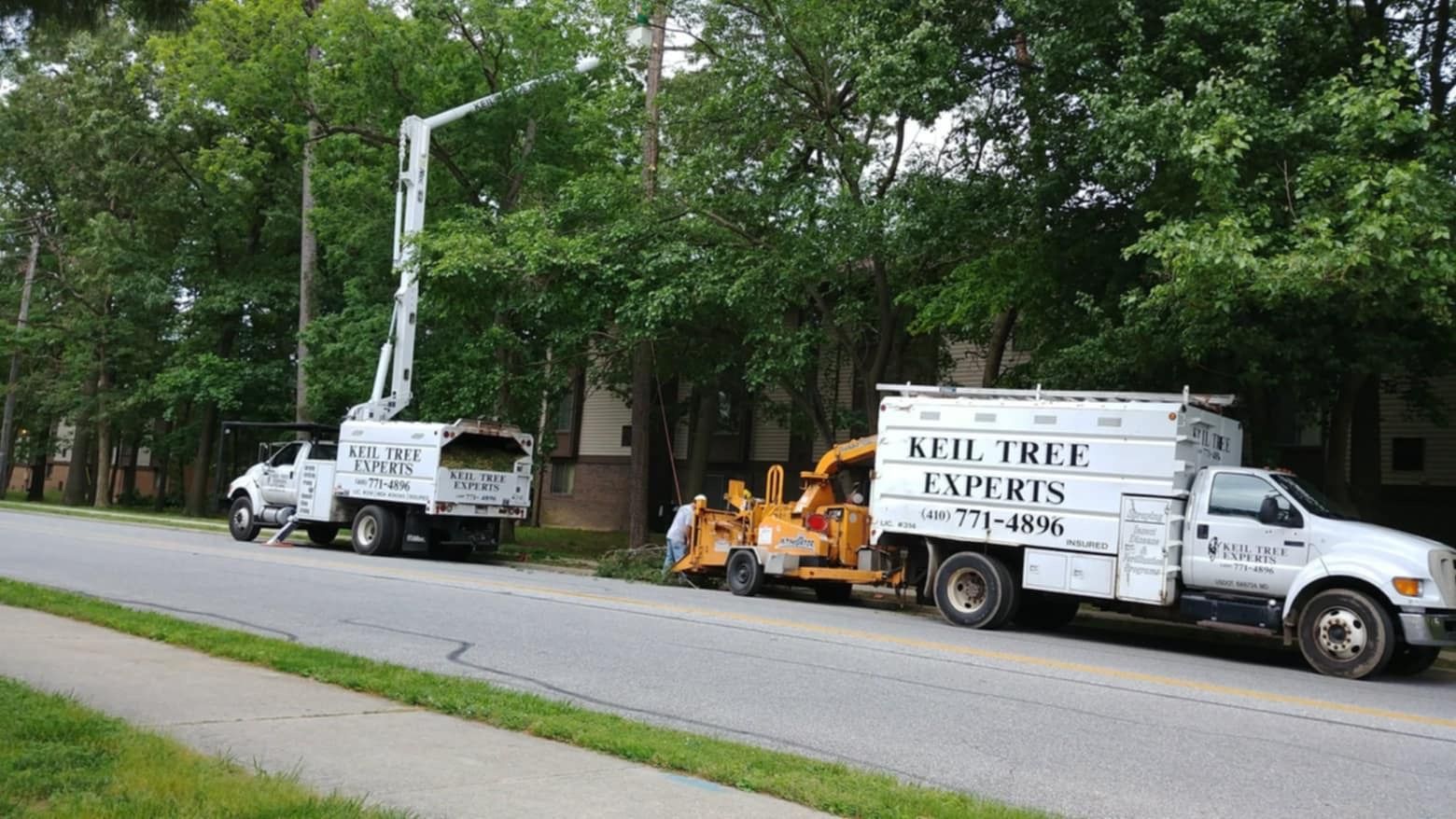Keil Tree Experts performing professional tree removal and trimming services in Maryland