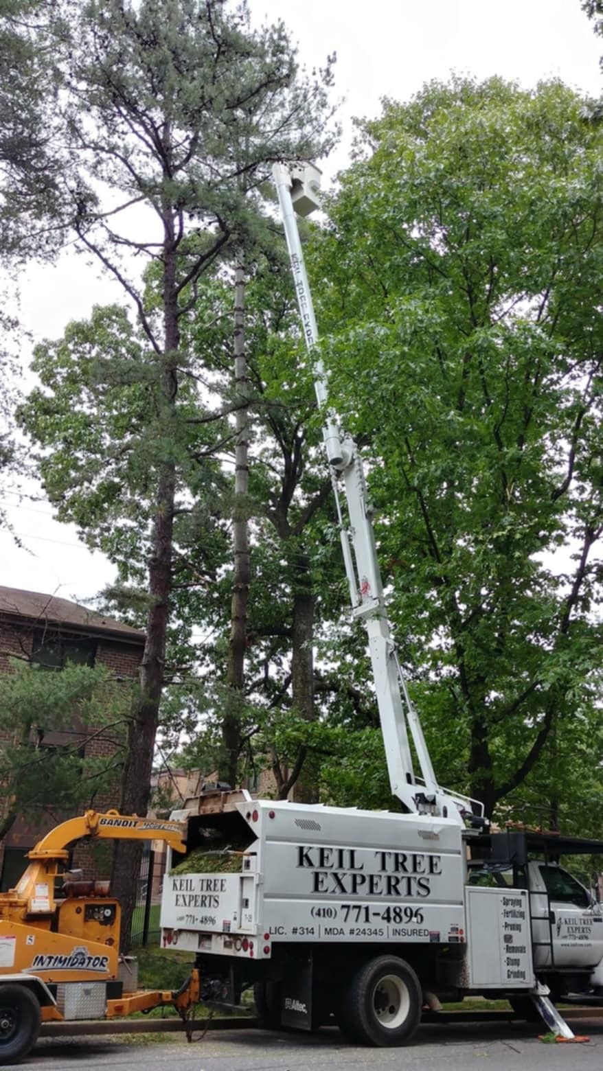 A white truck with a crane attached to it is cutting a tree.