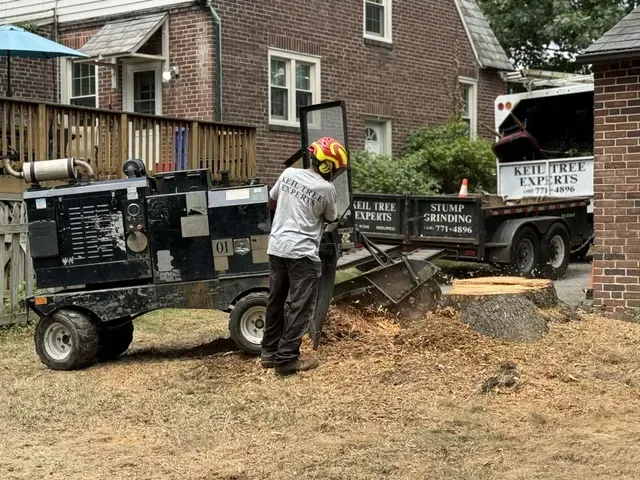 Keil Tree completing a tree removal of a hazardous tree in a Maryland backyard