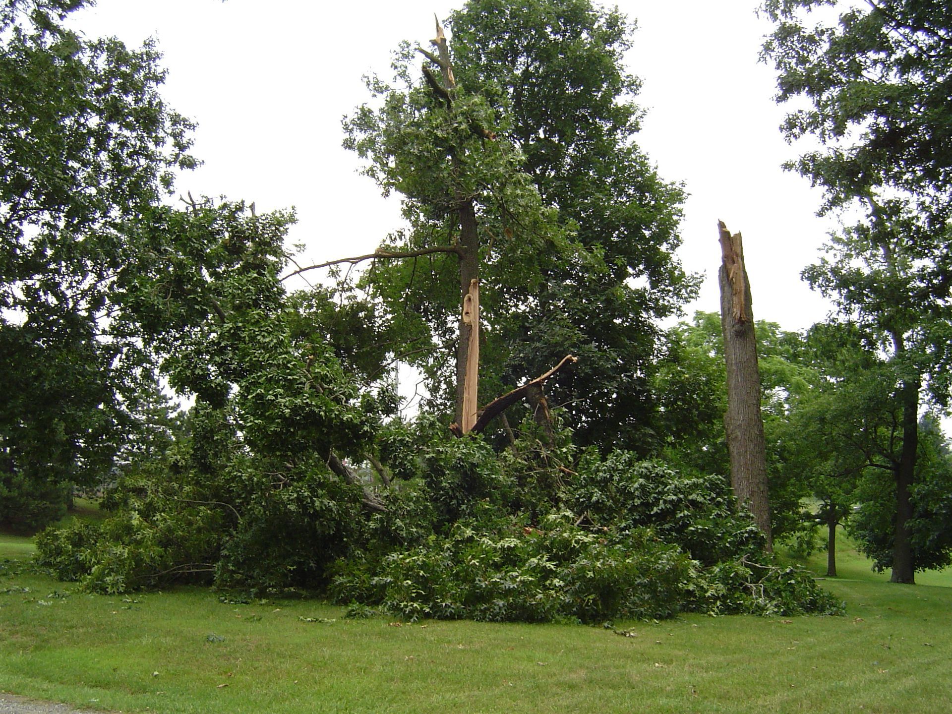 Tree trunk split and cracked by lightning strike in summer storm