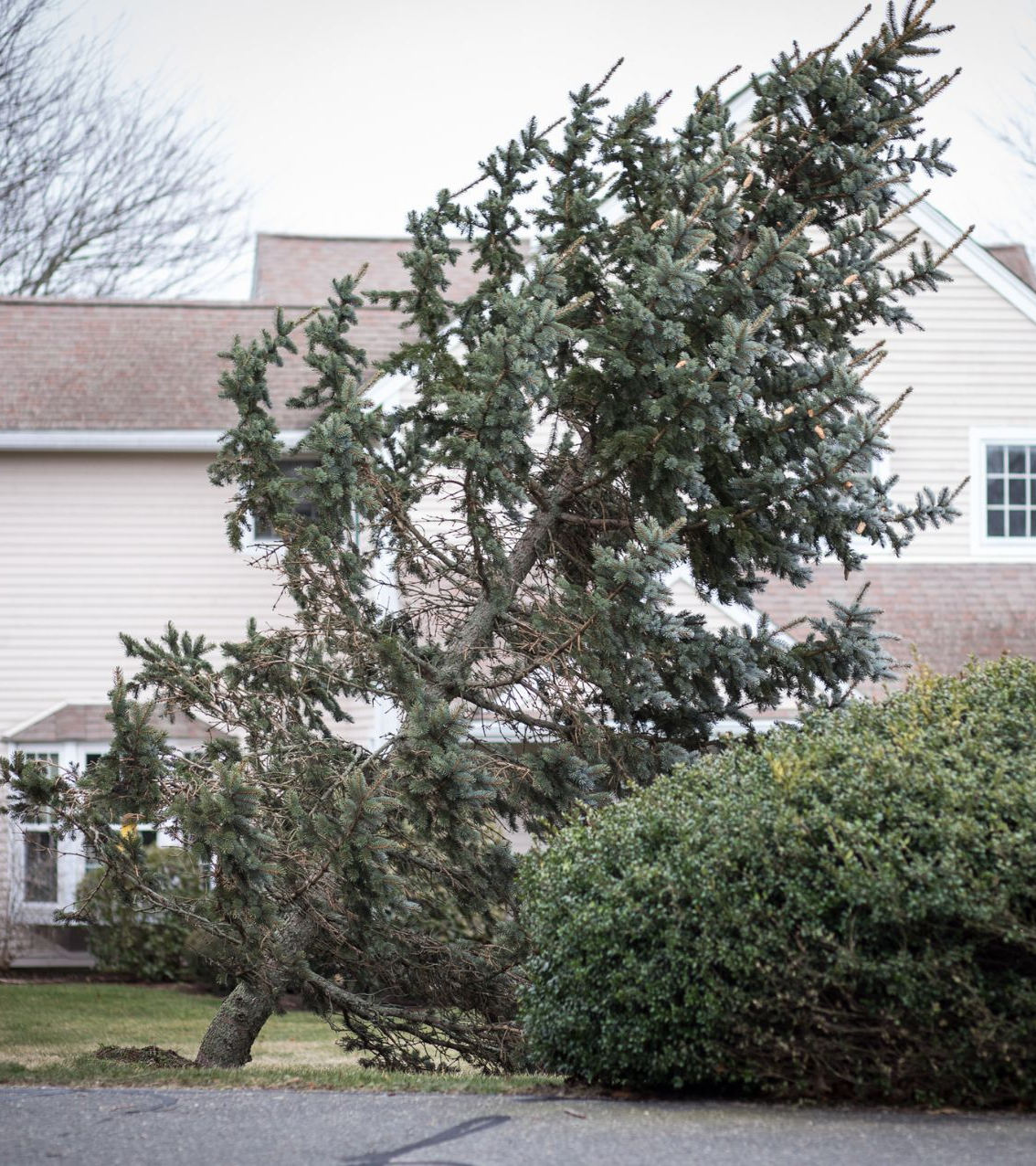 A large tree bent over in strong winds, near a house with brown roof.