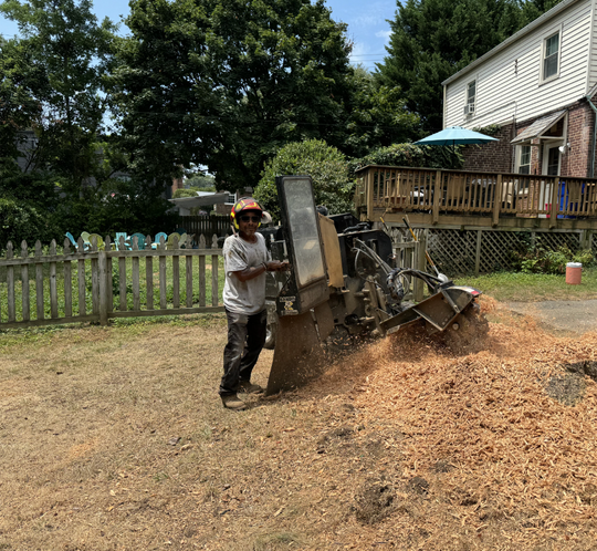 A man is standing next to a machine that is cutting a tree stump.