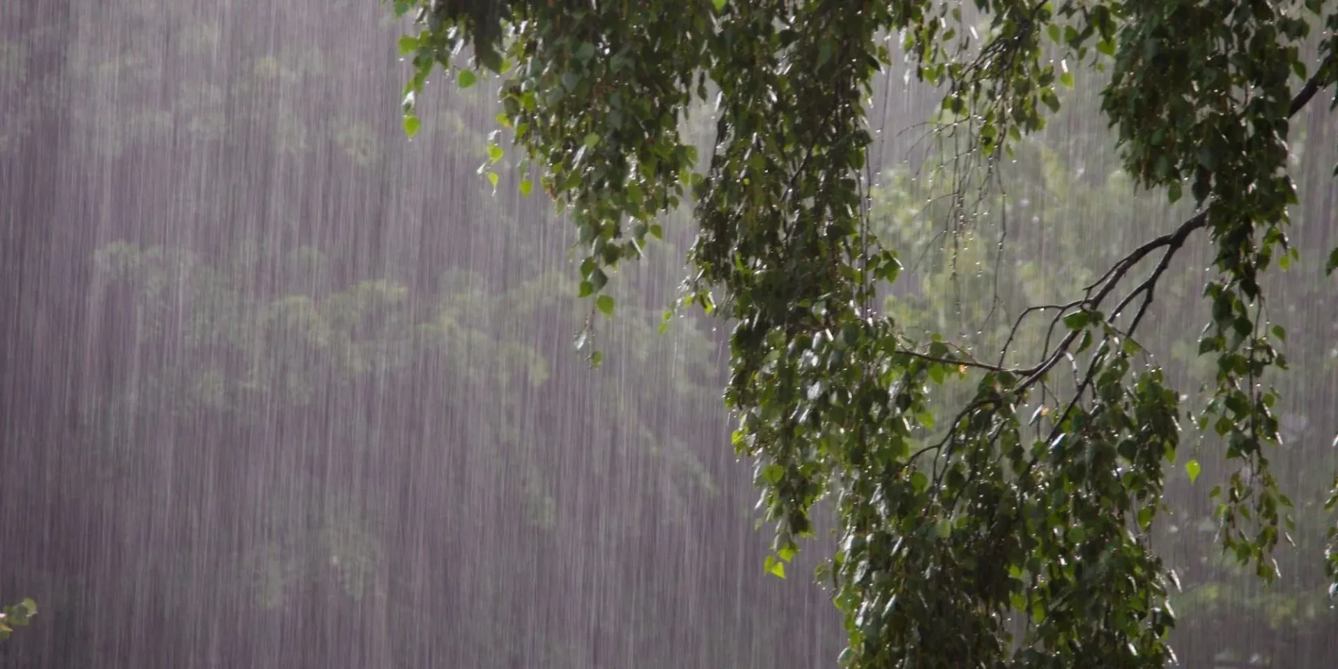 Heavy rain falls against a background of green tree branches and leaves.