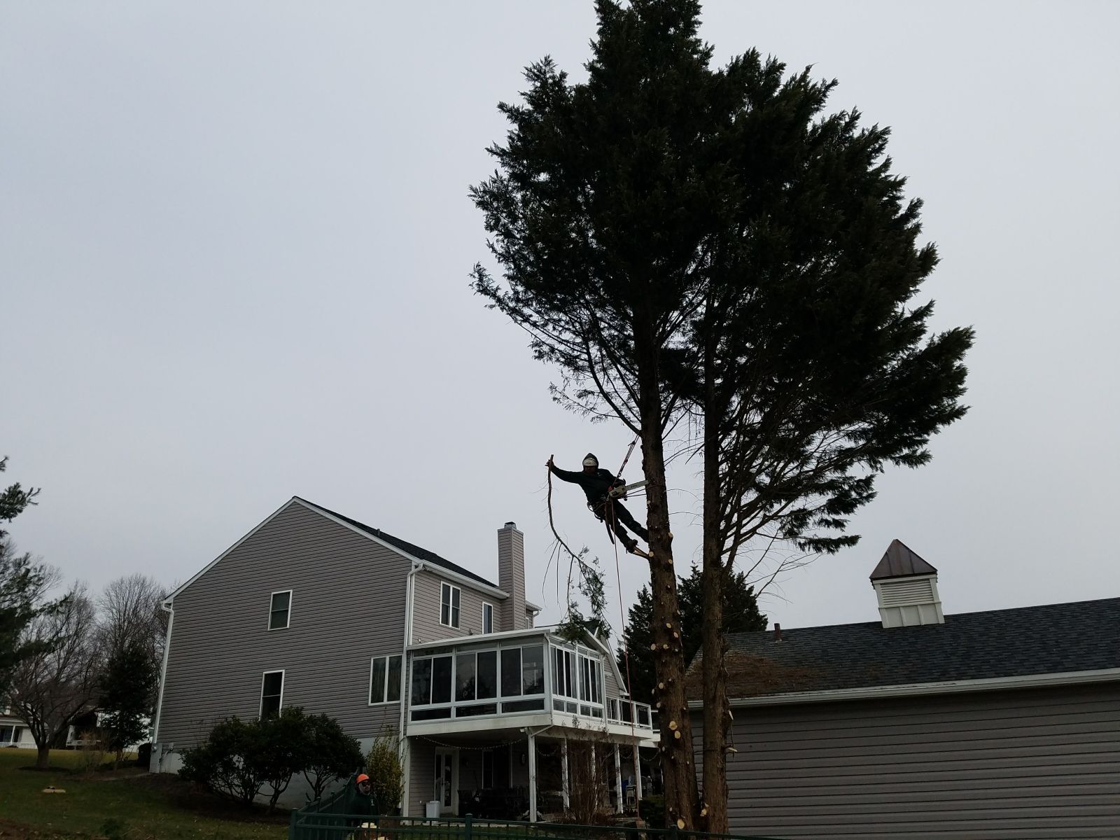 Tree Professionals in Owings Mills - Keil Tree Experts