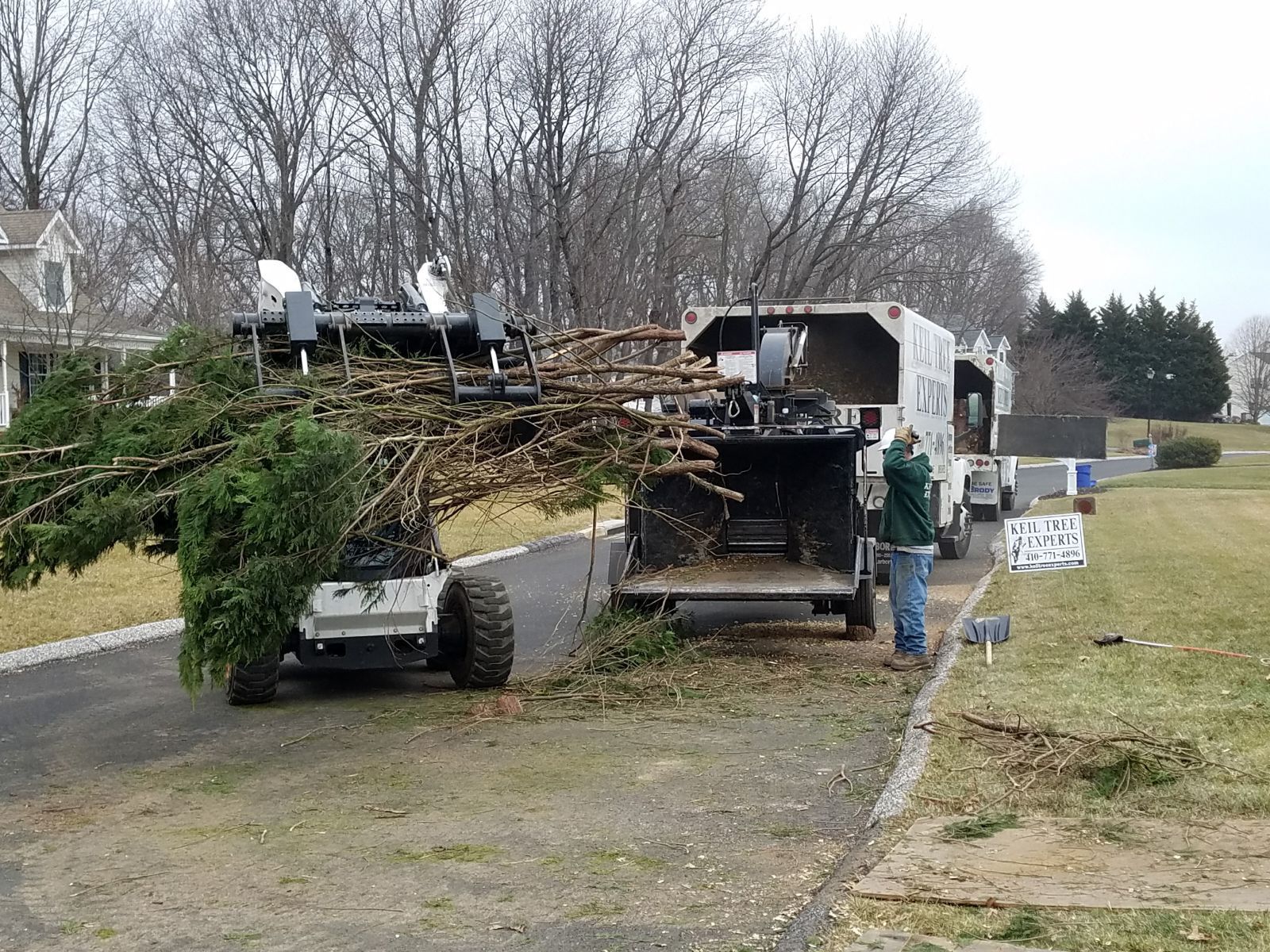 Picture of Keil Tree Removal grinding up a big tree in Baltimore, MD