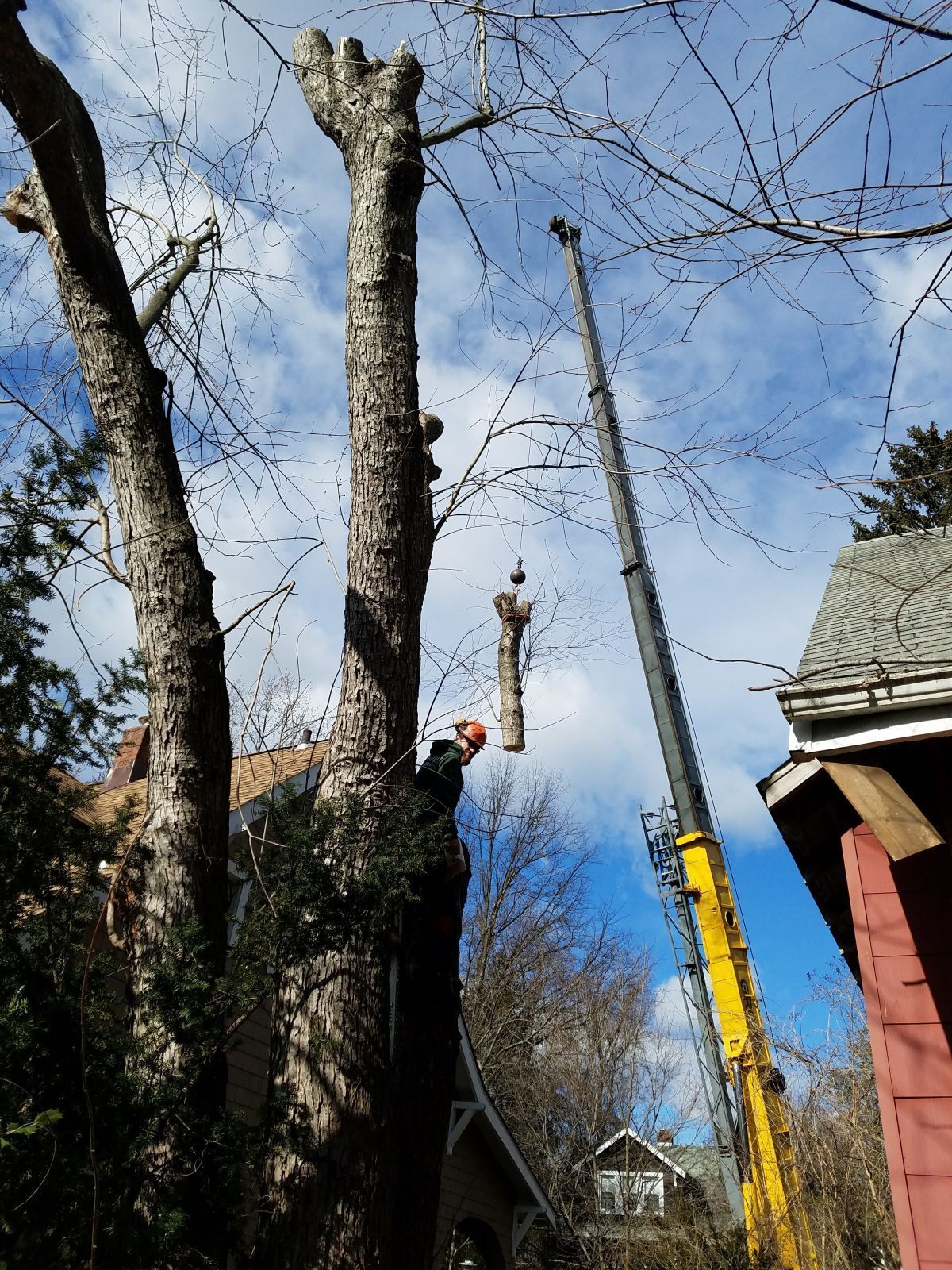 Tree being trimmed by Keil Tree Experts. Arborist in orange hat cuts branches as crane lifts them away.