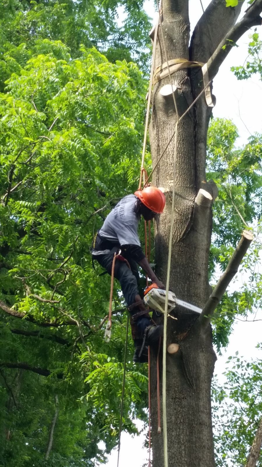 A man is climbing a tree with a chainsaw.
