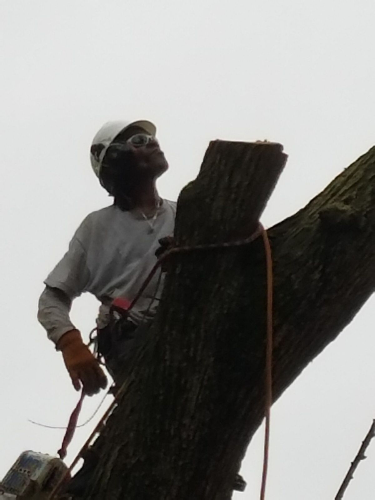 A man wearing a helmet and gloves is climbing a tree