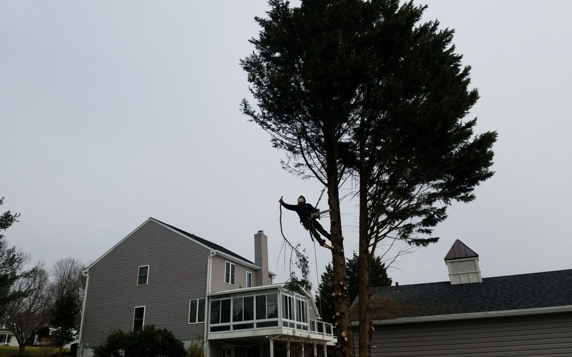 Arborist trimming a tall tree near a two-story house and a smaller building. Cloudy sky.