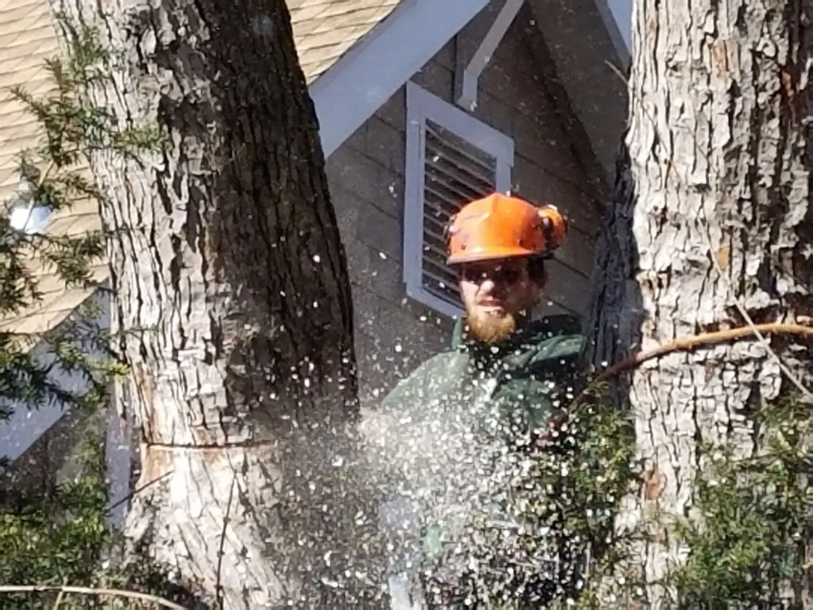 Keil Tree Expert using a chainsaw to remove a large tree near a home in Maryland
