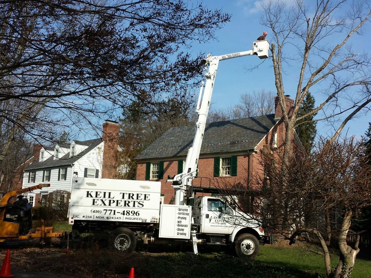 Arborist Services in Owings Mills, MD - Keil Tree Experts