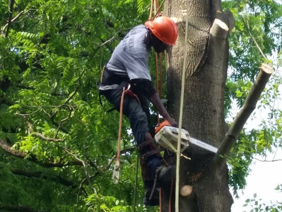 Expert Tree Trimming in Owings Mills - Keil Tree Experts