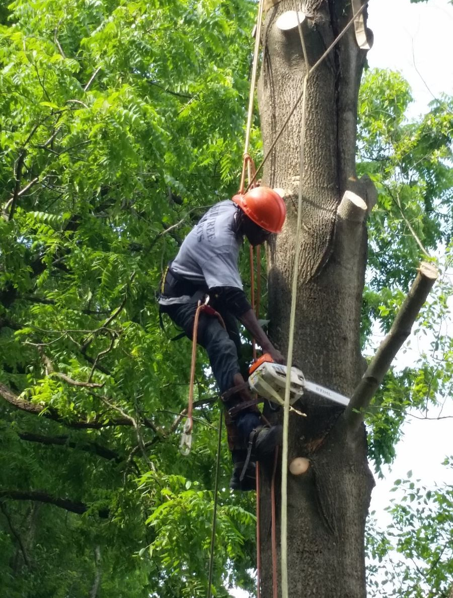An arborist in protective gear uses a chainsaw to prune a large tree while suspended by ropes.