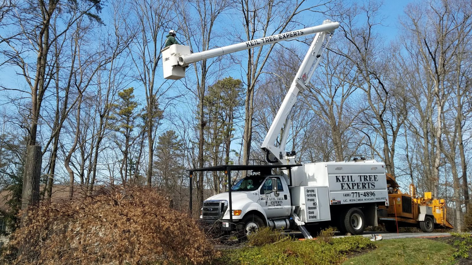 Tree services company near me in the middle of a tree removal