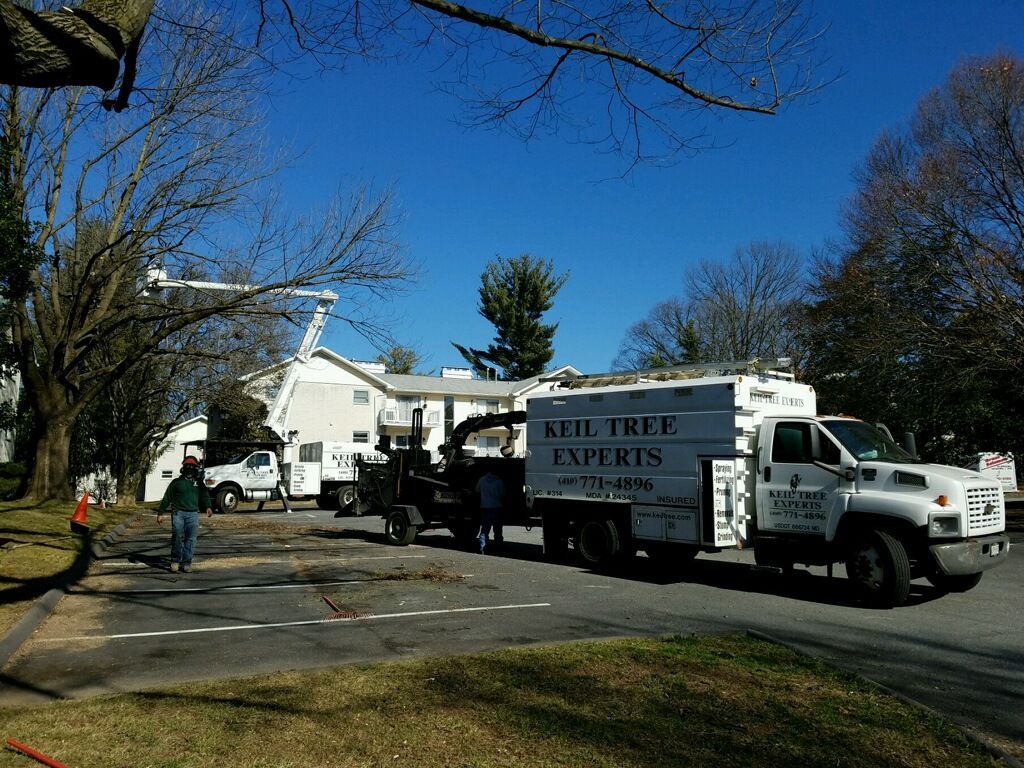 Professional Tree Services in Owings Mills, MD - Keil Tree Experts