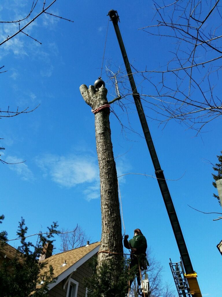 A tree being cut down by a crane in front of a house