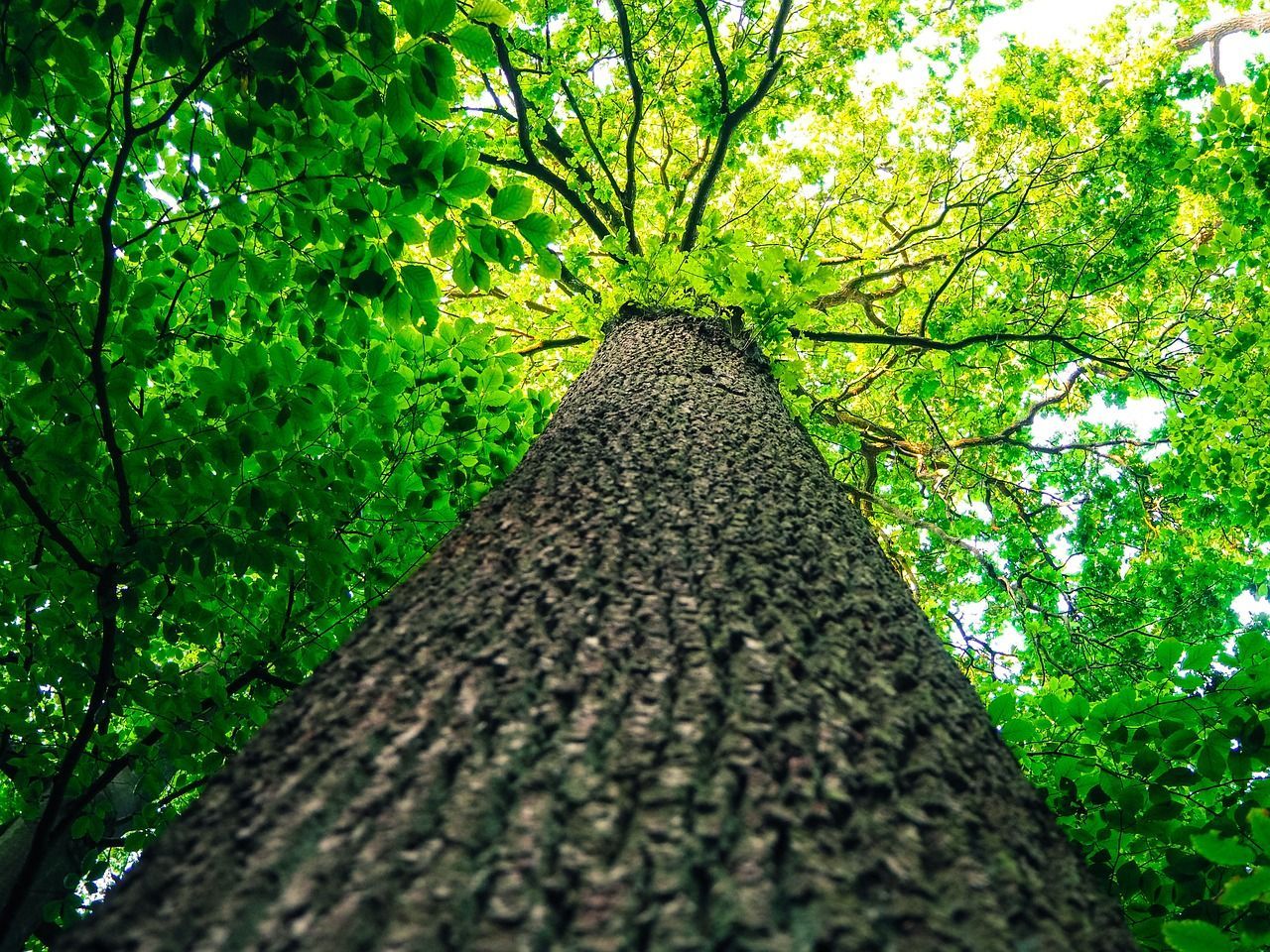 Healthy green tree thriving in a sunny backyard, showcasing vibrant leaves and strong branches