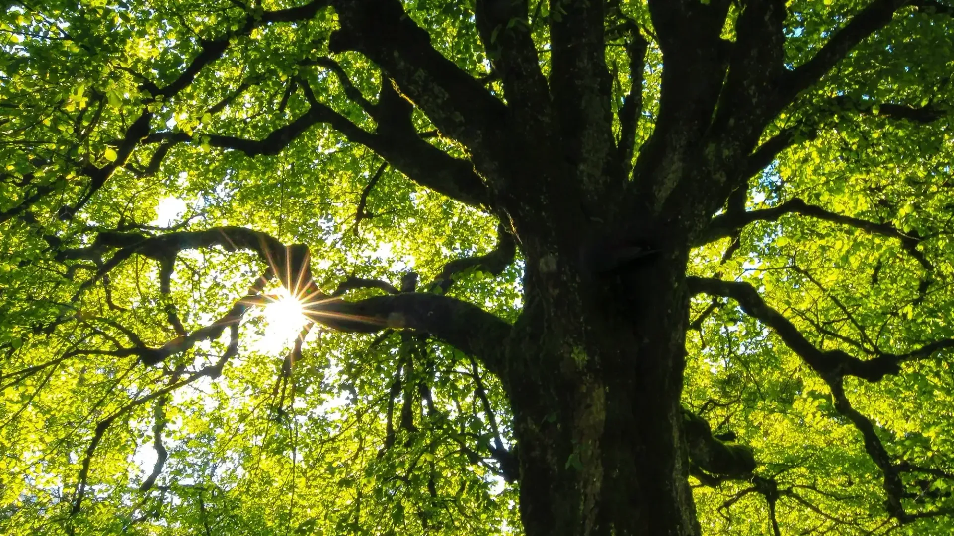 Sunlight filtering through tree branches during summer in Maryland | Keil Tree Experts