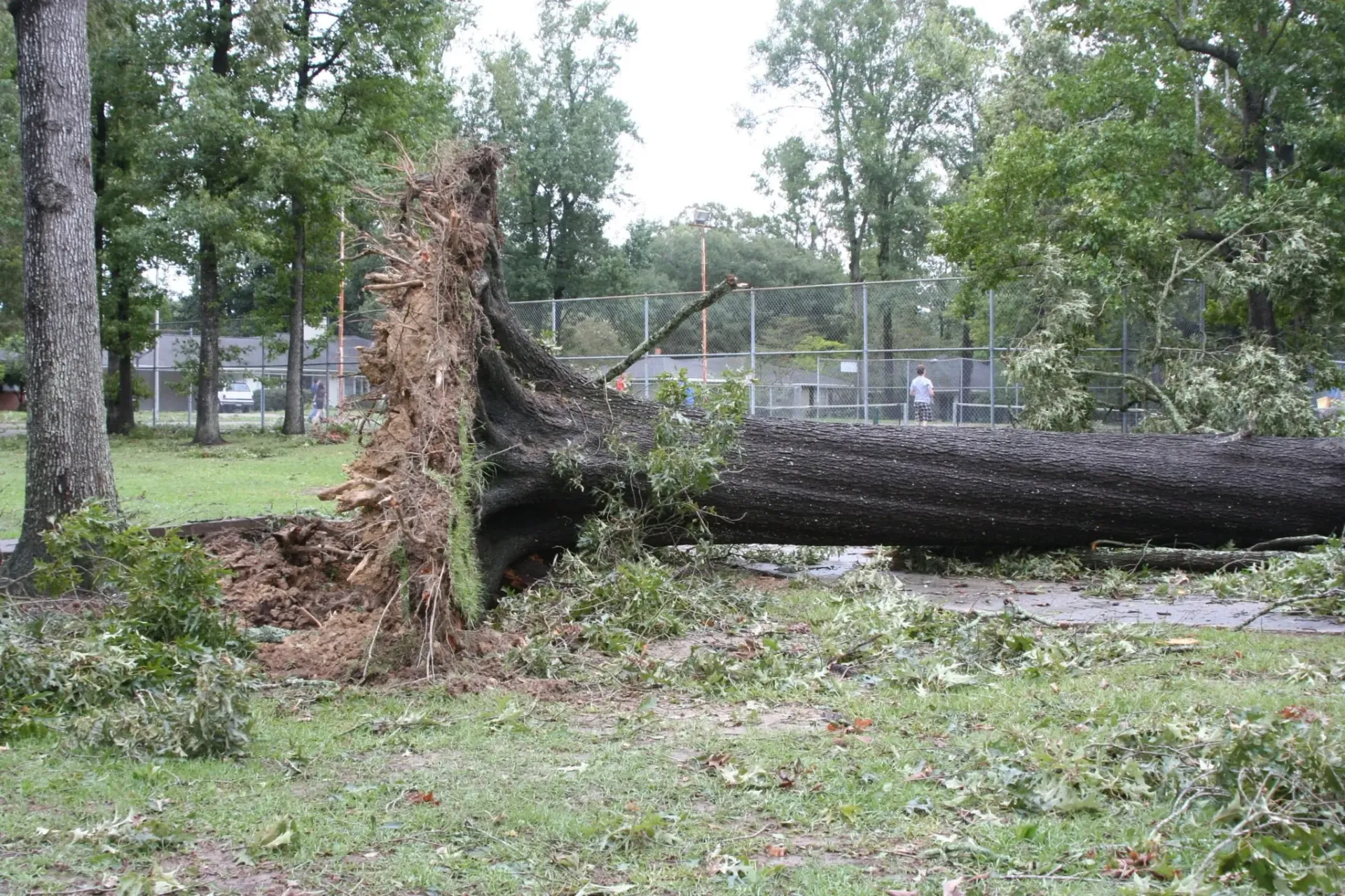 Uprooted tree fallen across a park after a summer storm