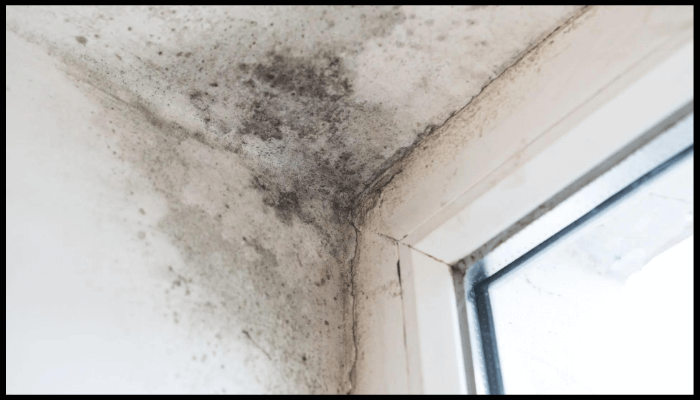 A corner of a wall with mold growing on it next to a window.