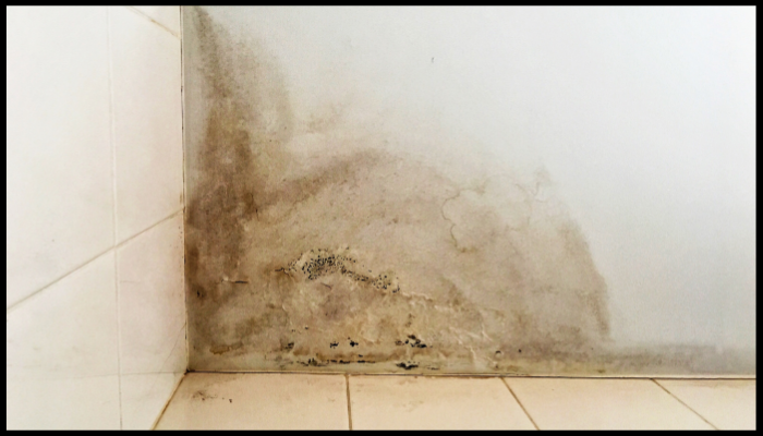 A corner of a wall with black mold growing on it.