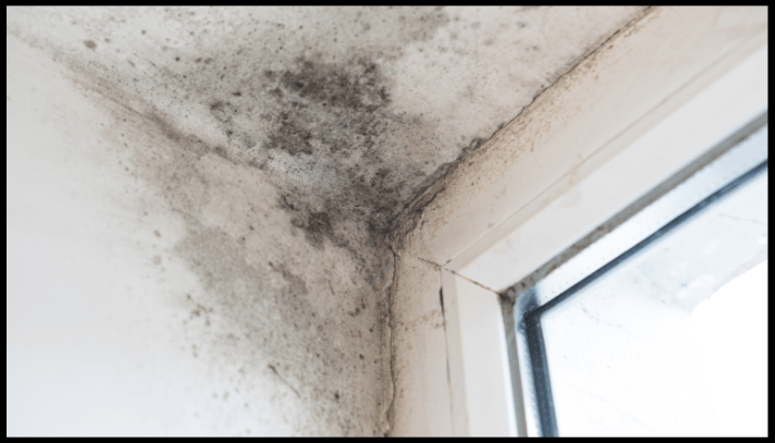 A corner of a wall with black mold growing on it next to a window.