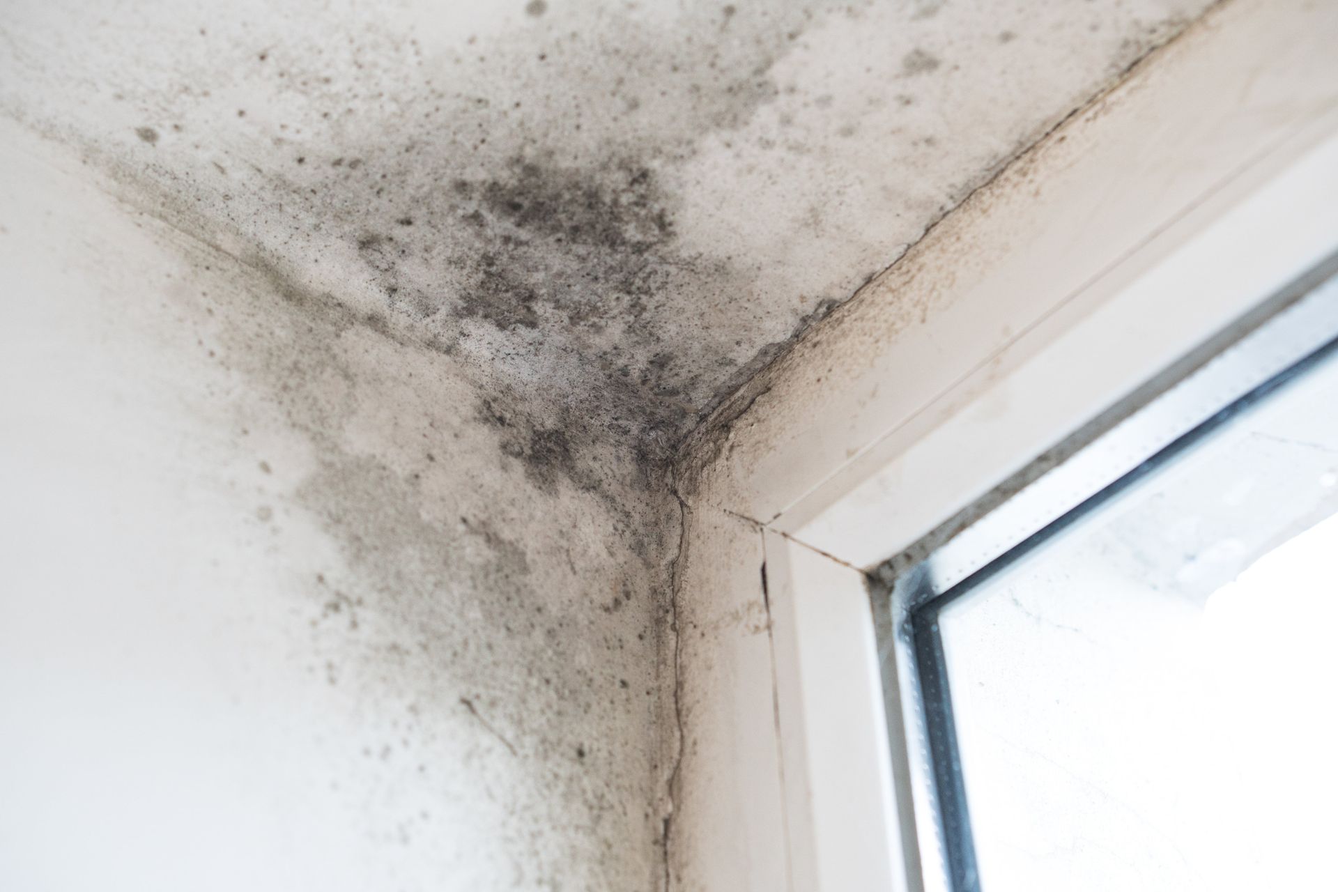 black mould growing in the corner ceiling of a Canberra home.