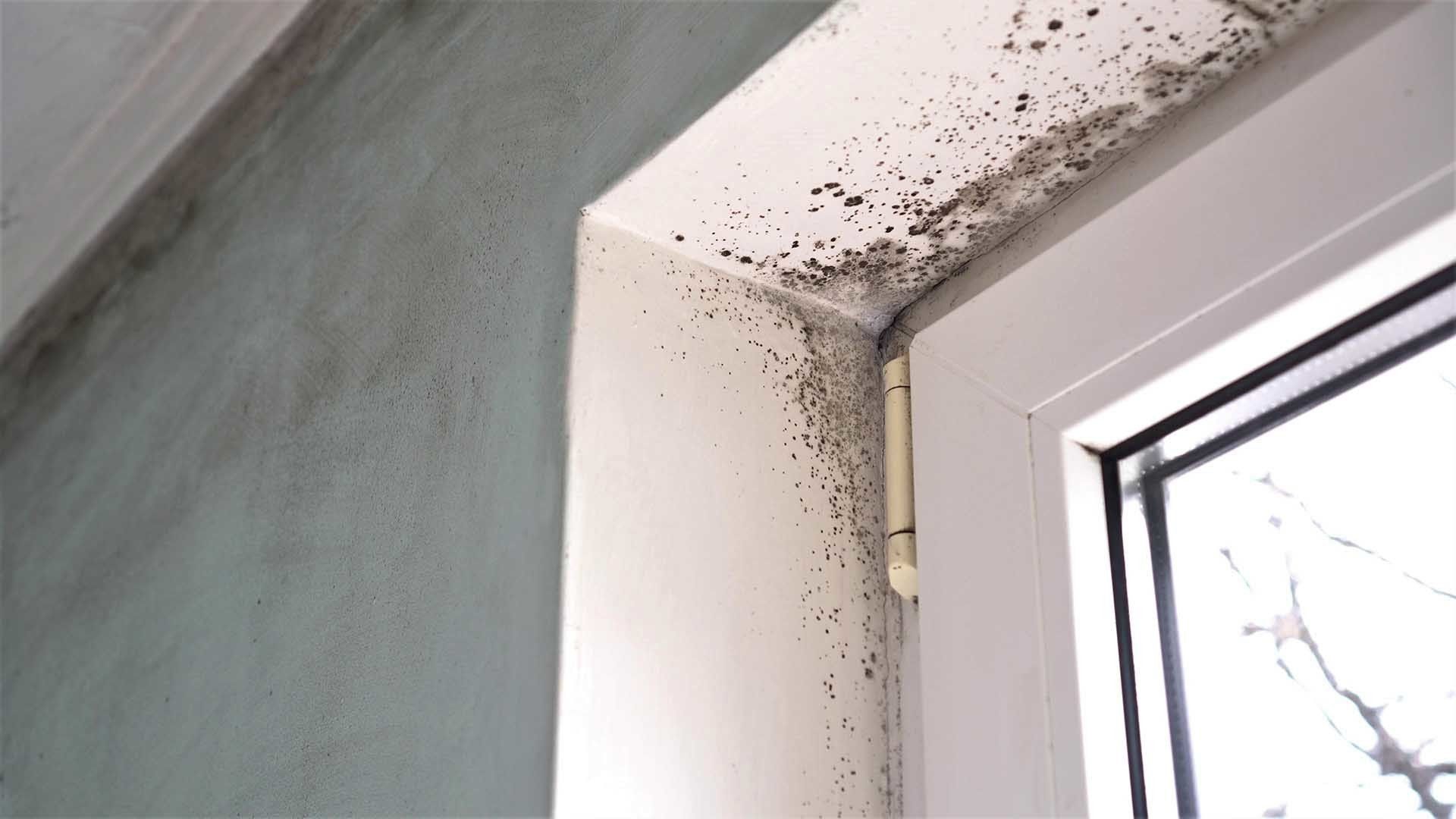 Mold Growing On Wall — Gambrills, MD — GCH Home Improvements, LLC