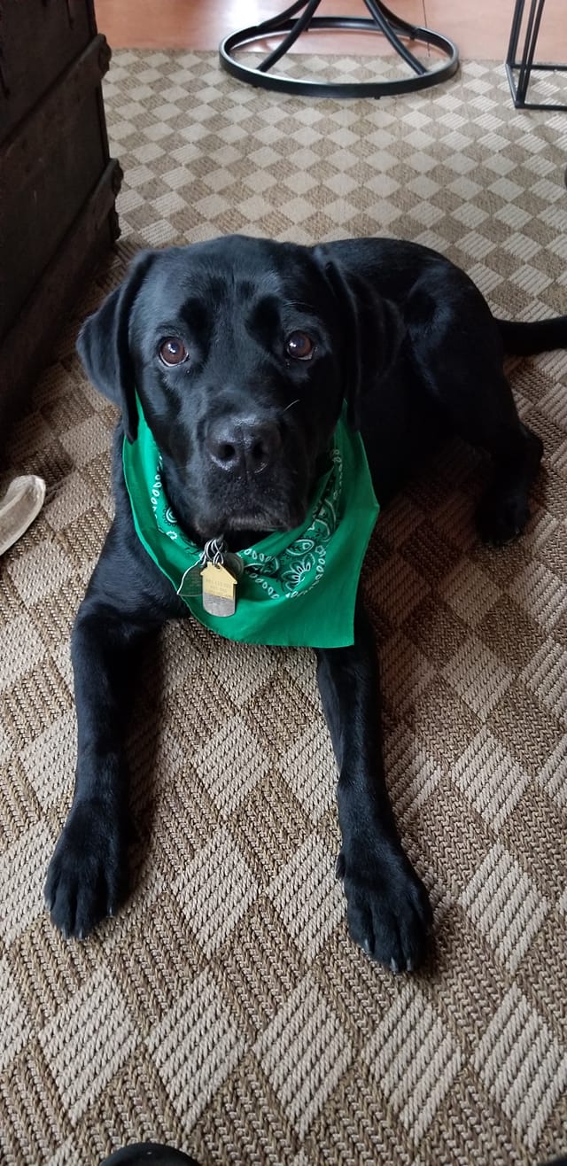 dog nails trimmed warner robins