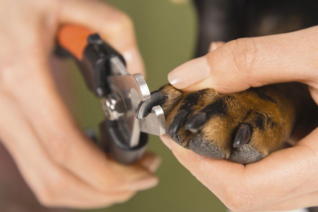 professional trimmed dog nails