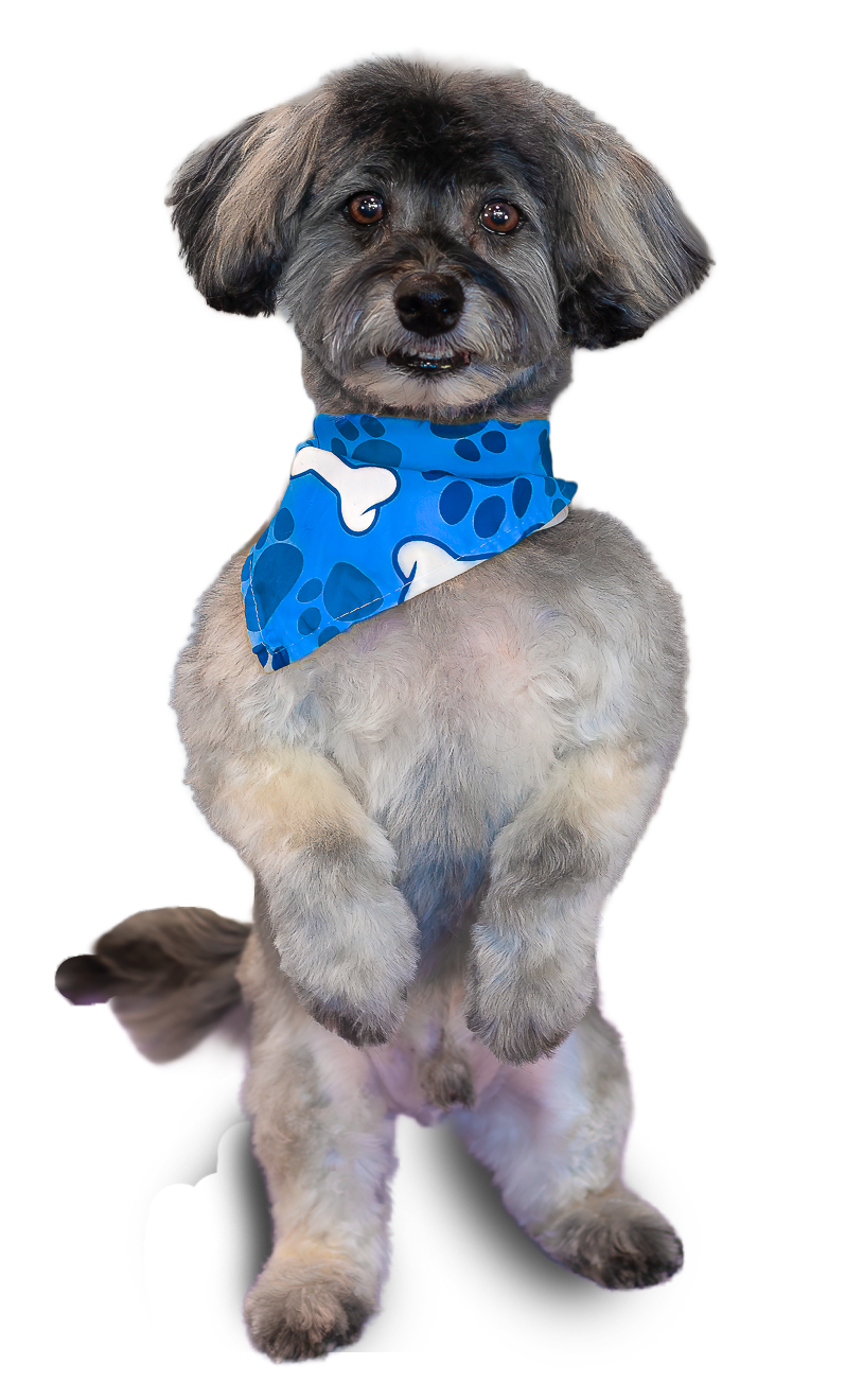The best pet groomer in warner robins