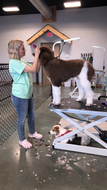 Happy dog after grooming appointment