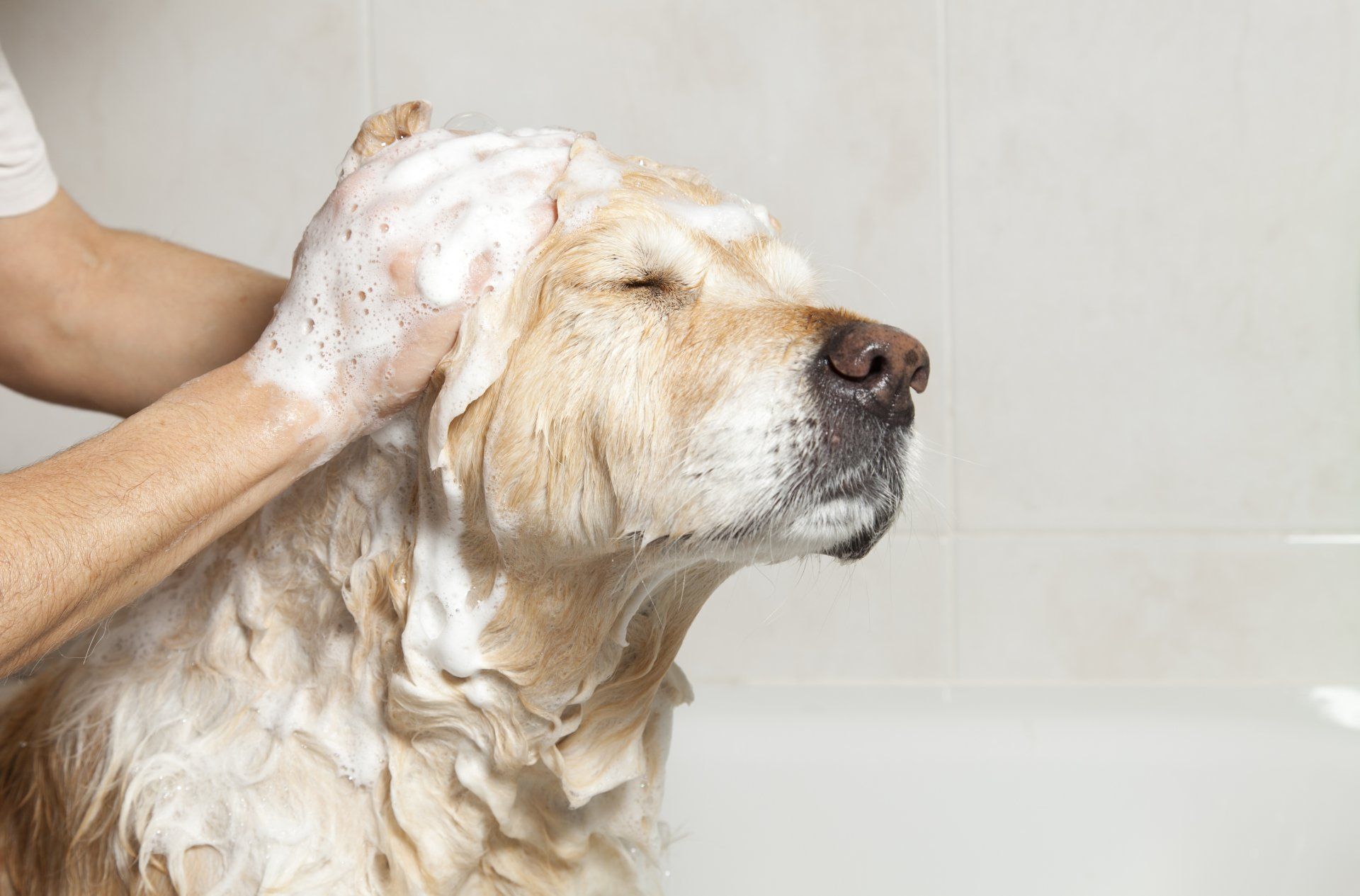 dog enjoying a bath in the warner robins area