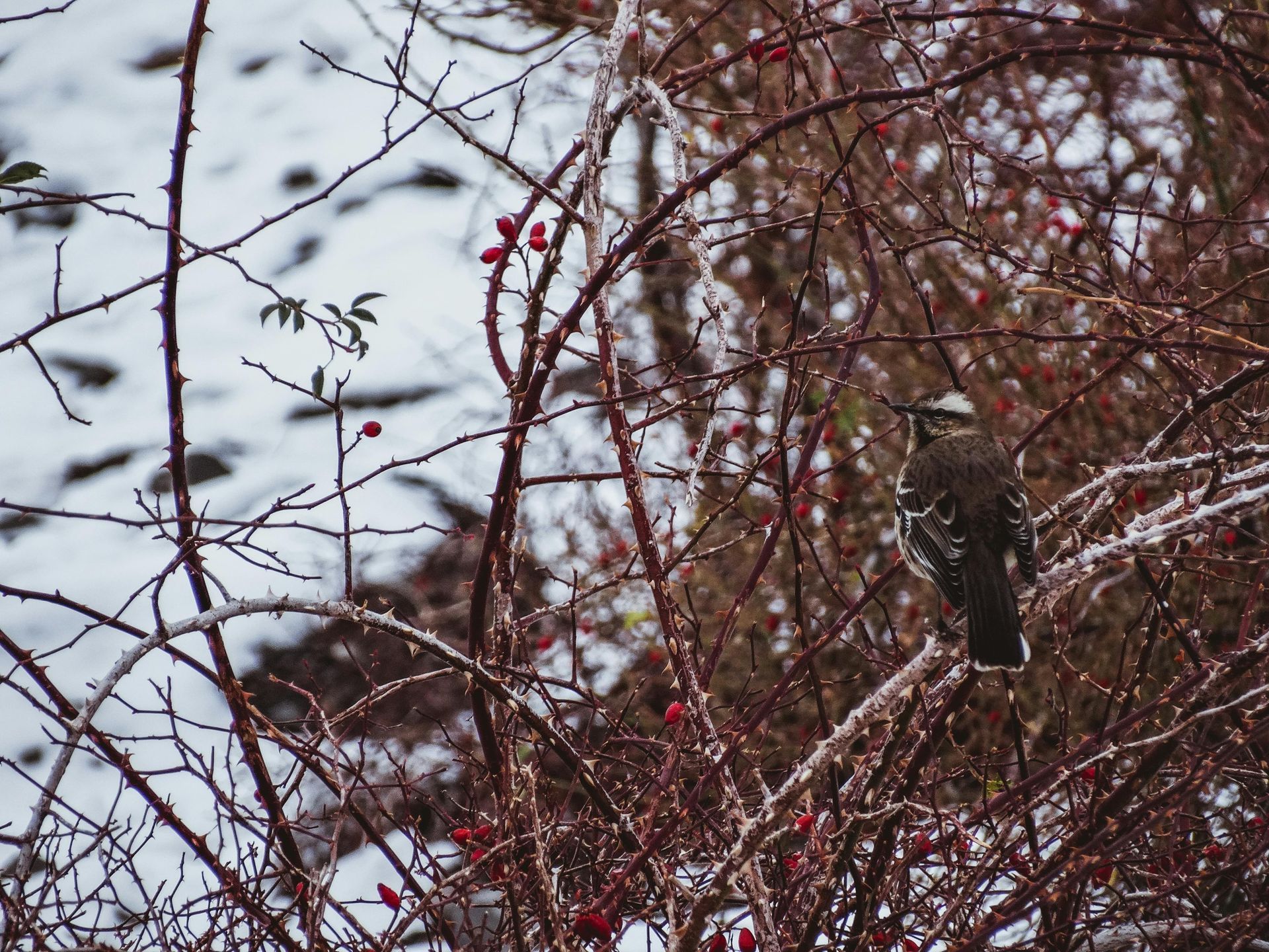 visitar el cajon del mail en invierno