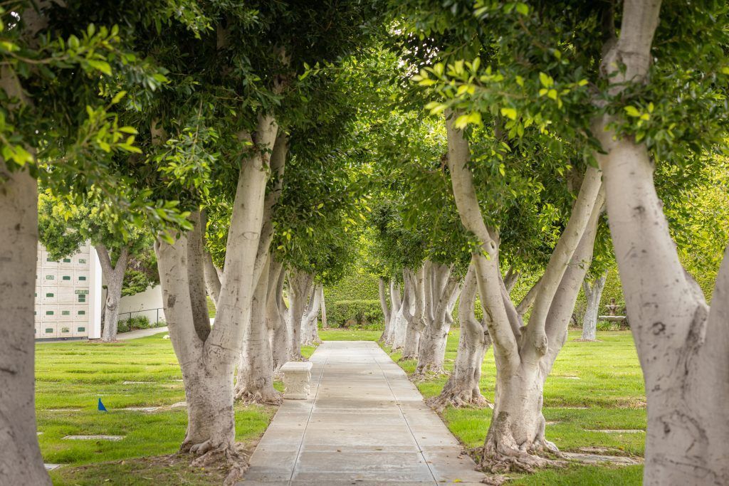 A row of trees along a path in a cemetery.