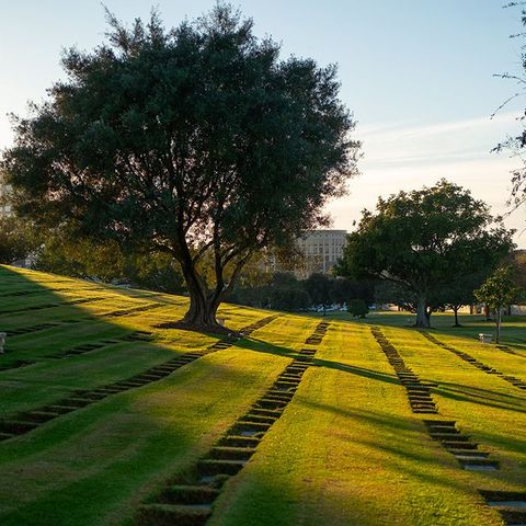 Tree at Hillside Memorial Park and Mortuary in Los Angeles, CA