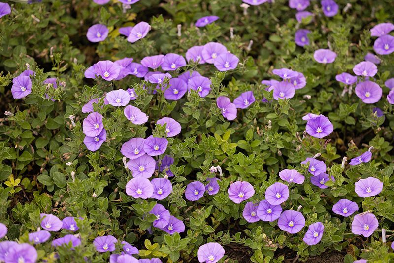 A field of purple flowers surrounded by green leaves.