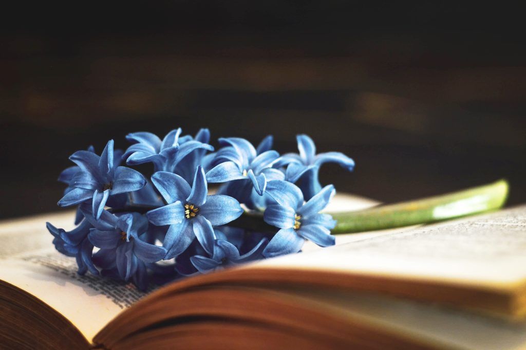 A bunch of blue flowers are sitting on top of an open book.