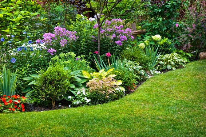 Colorful flower garden border with purple blooms, lush green plants, and a neatly trimmed lawn