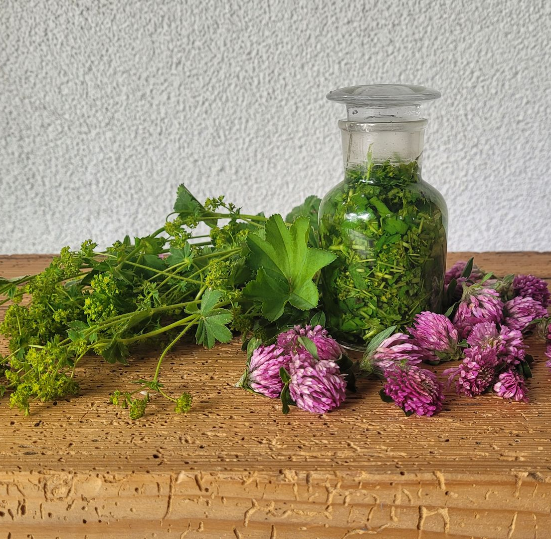 De Vrouwenmantel is een traditionele medicijnplanten die met name bij hmroongerelateerde vrouwenkwal