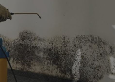 A person is spraying mold on a wall with a sprayer.