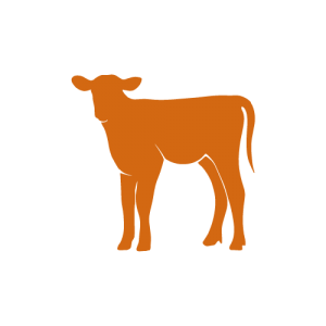 Une silhouette d'un veau debout sur un fond blanc.