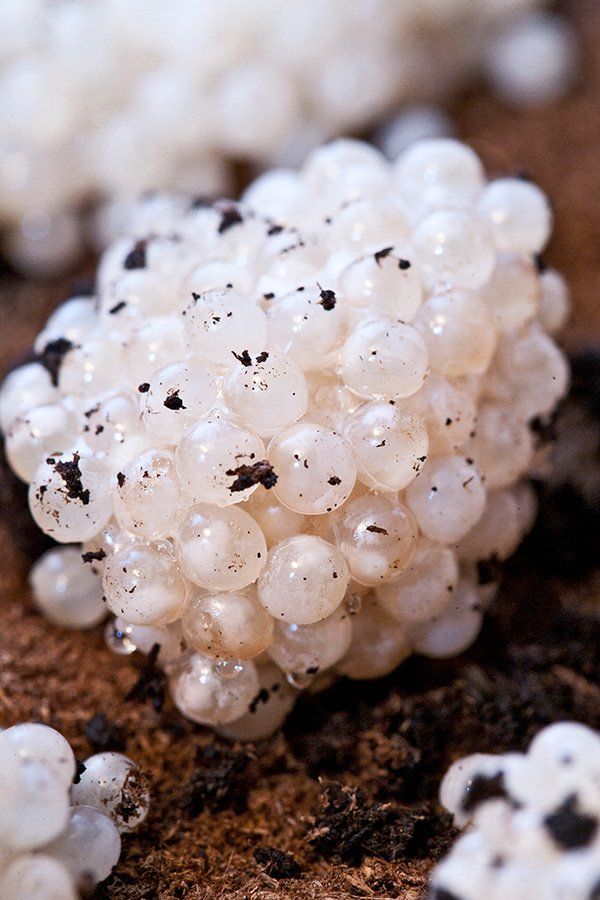 Oeufs d'escargots en terre